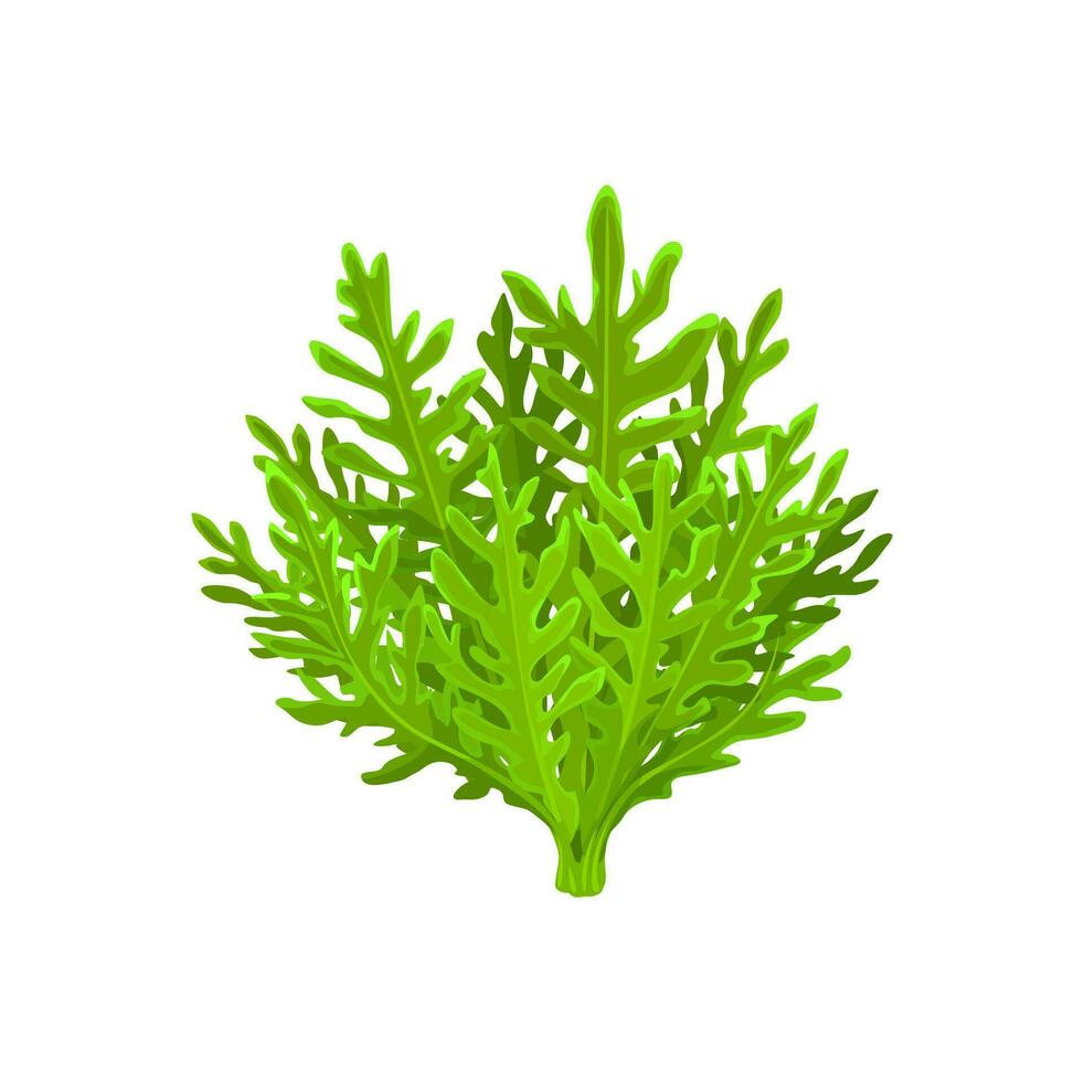 Cartoon frisee salad vegetable, leaf lettuce food vector