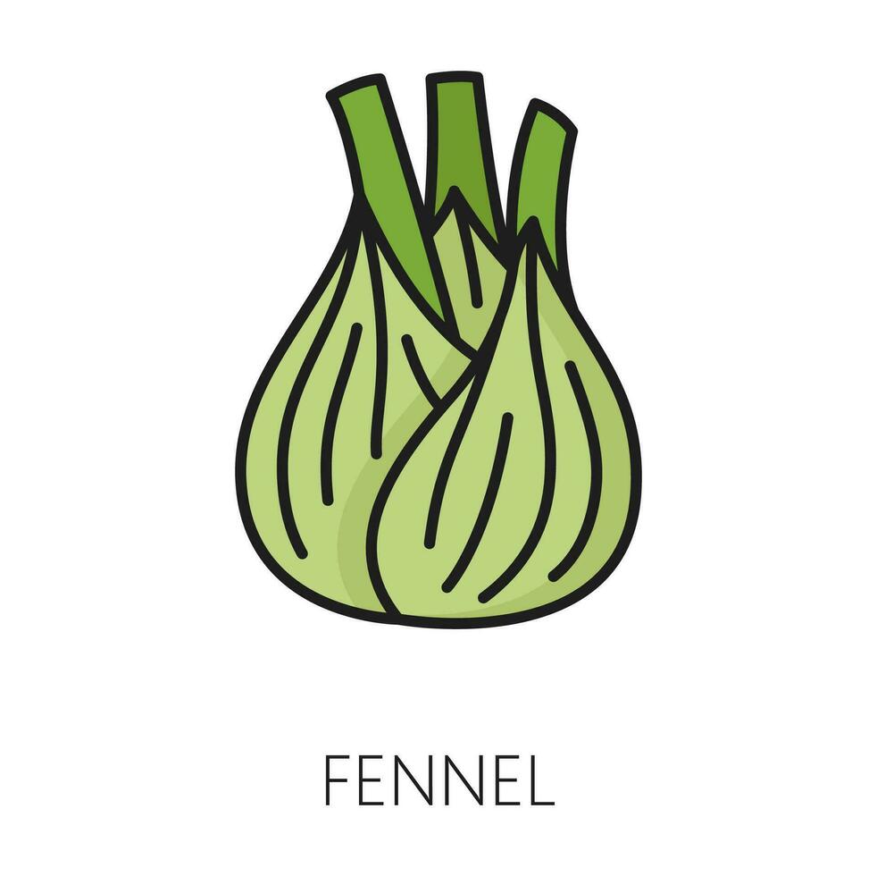 Fresh fennel bulb green food seasoning icon vector