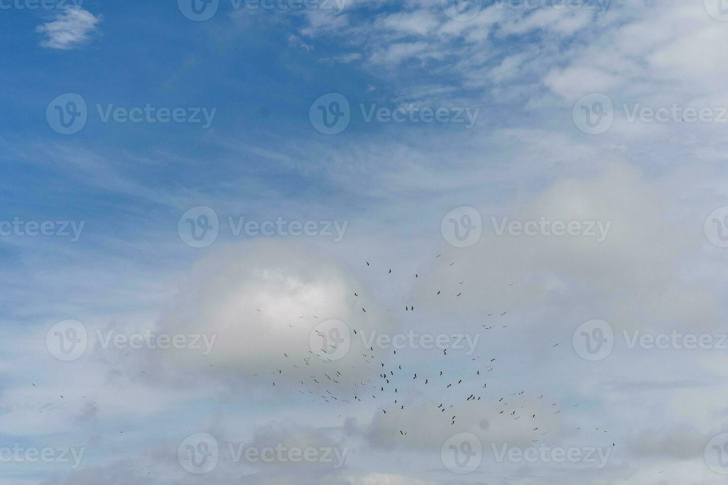 blue sky and white clouds There are many small birds photo