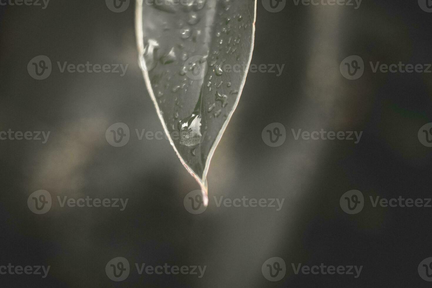 Background image of one black leaf. There was a small drop of water on the leaf. photo