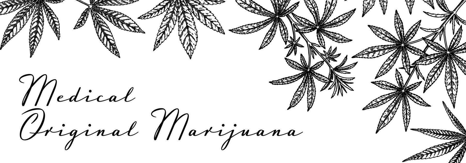 Cannabis horizontal design for packaging, social media posts, store decoration, branding, certificates. Marijuana vector illustration in sketch style. Hemp engraved background