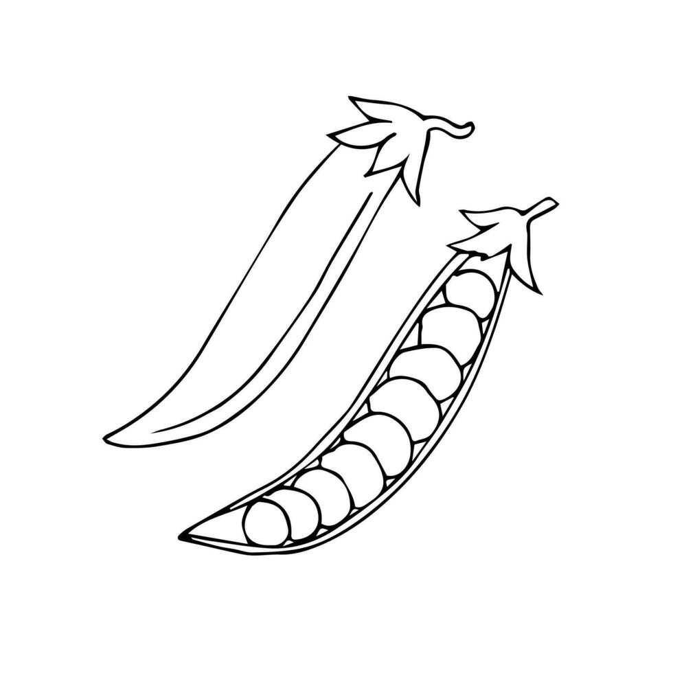 Vector hand drawn sketch green peas
