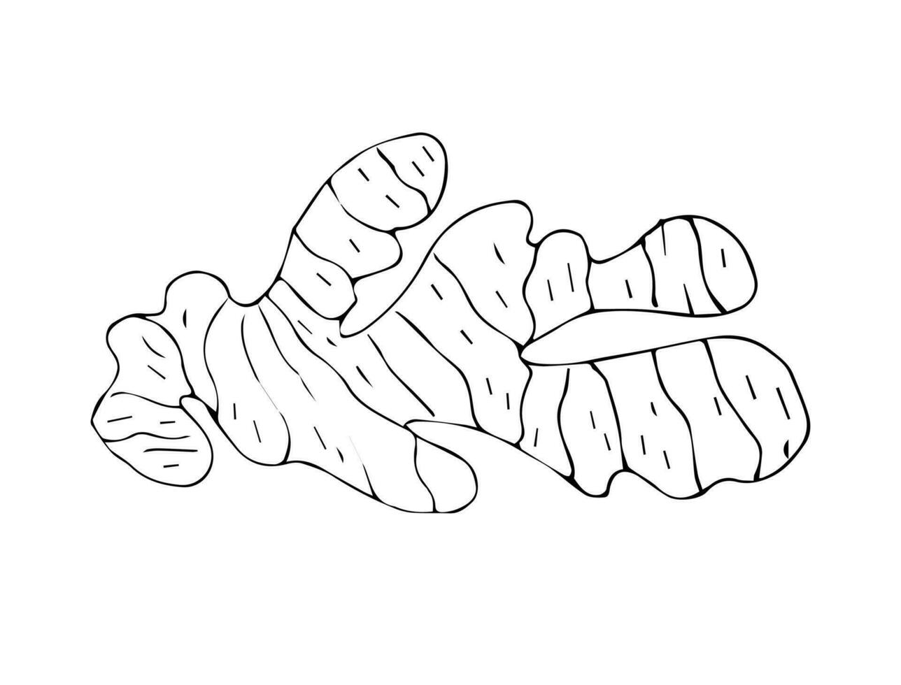vector mano dibujado bosquejo jengibre raíz