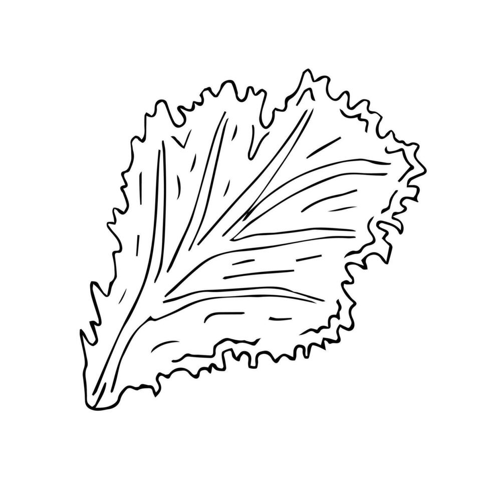 Vector hand drawn sketch doodle salad leaf