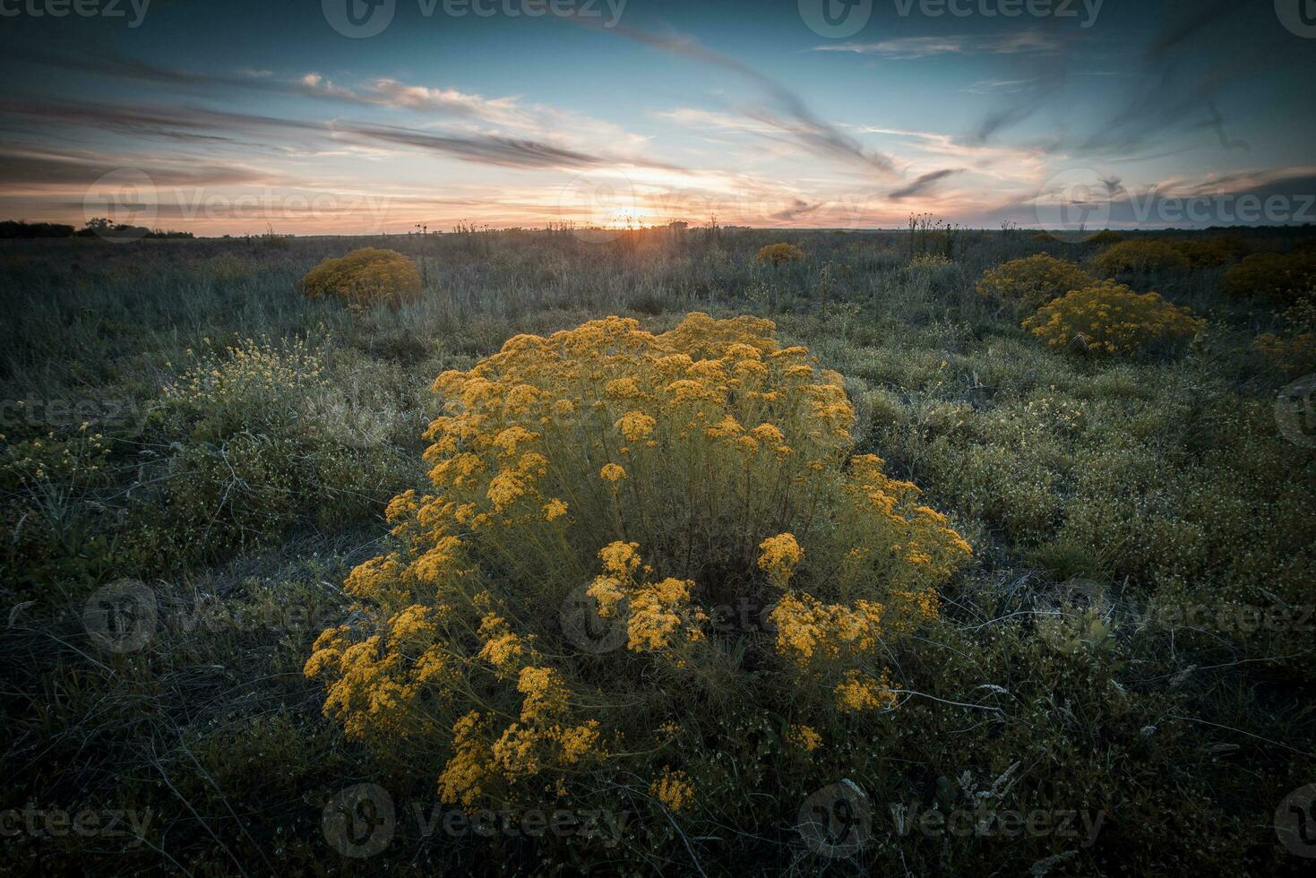 Argentinian vegetation Pampas view photo