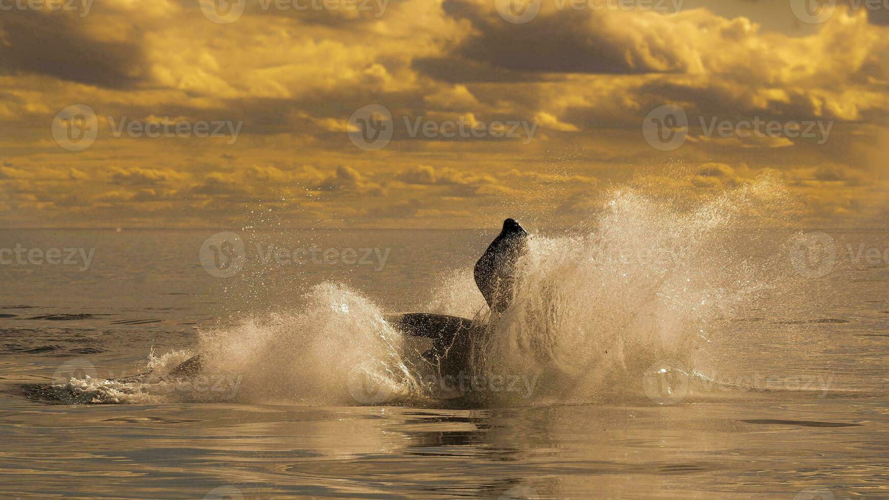 Big whale in the water photo