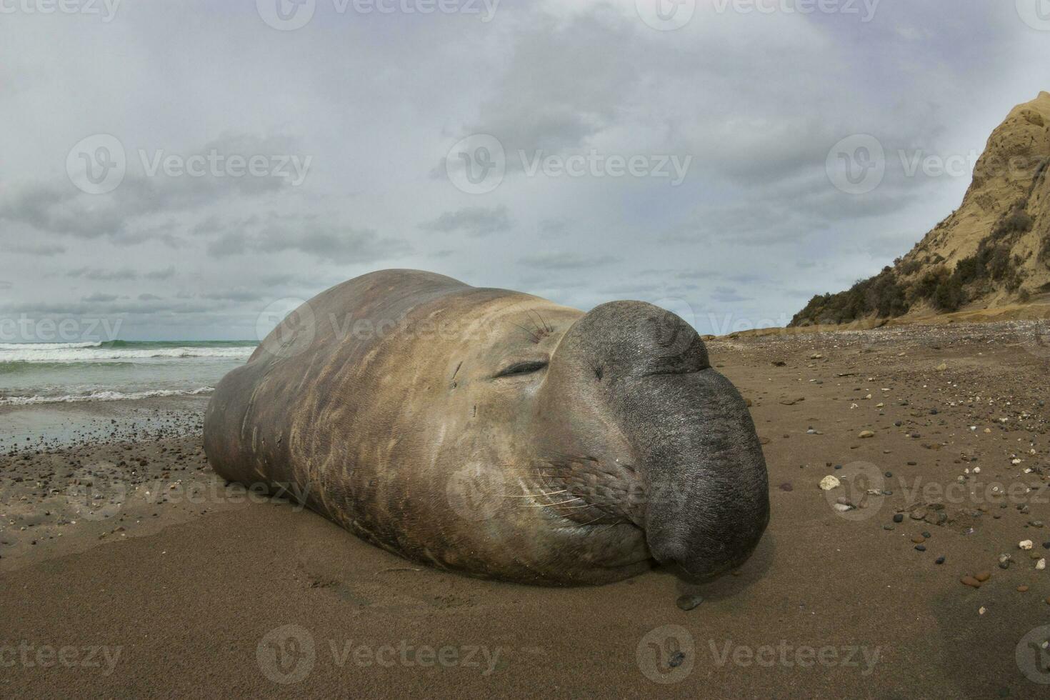 Elephant Seal in Chabut, Patagonia photo
