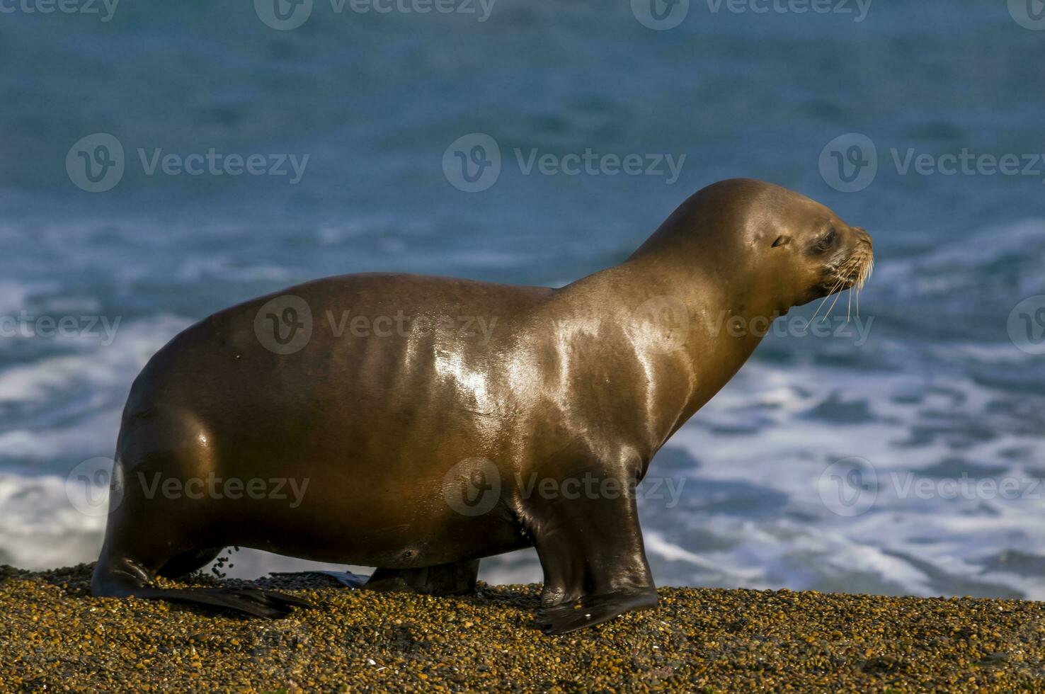 focas en Patagonia foto