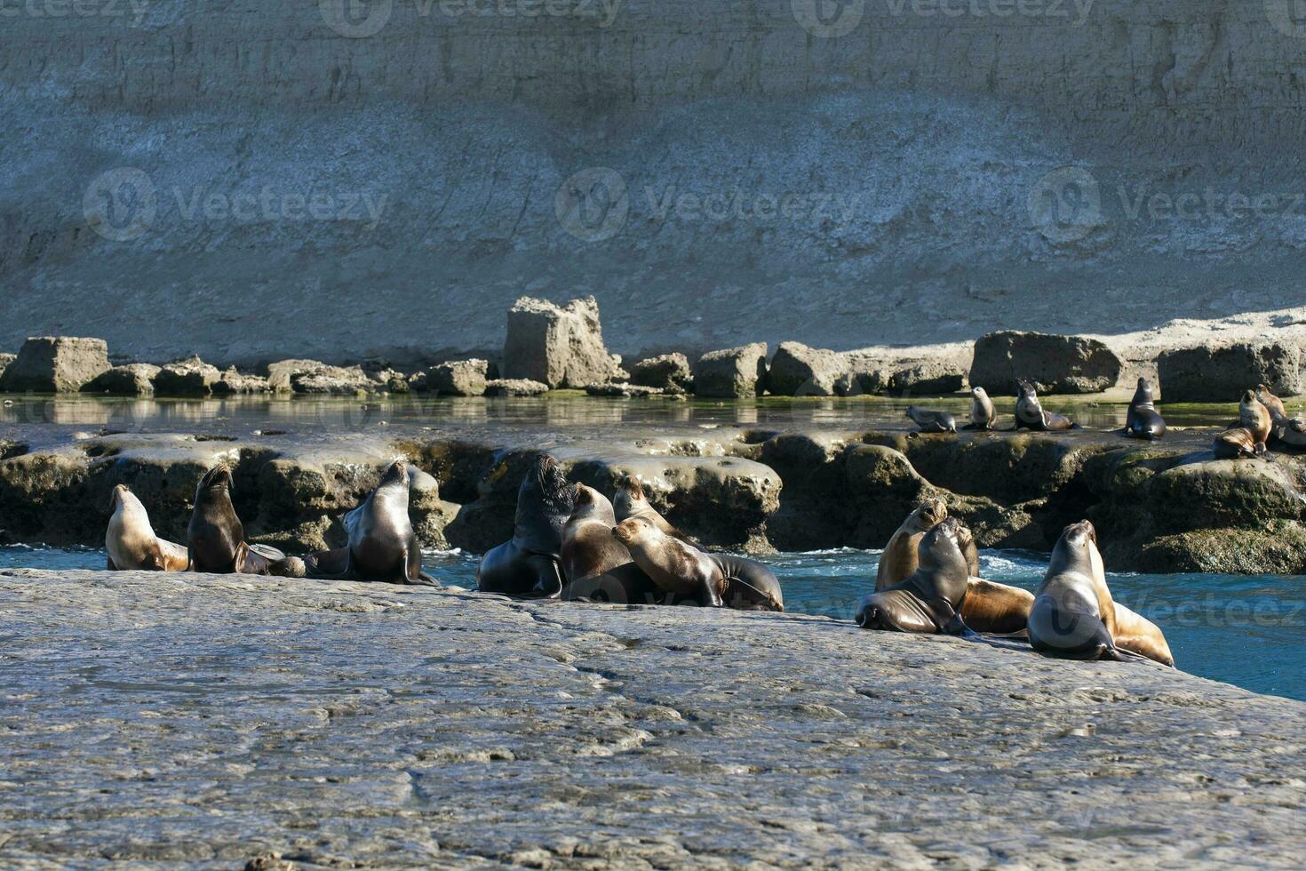 focas en Patagonia foto