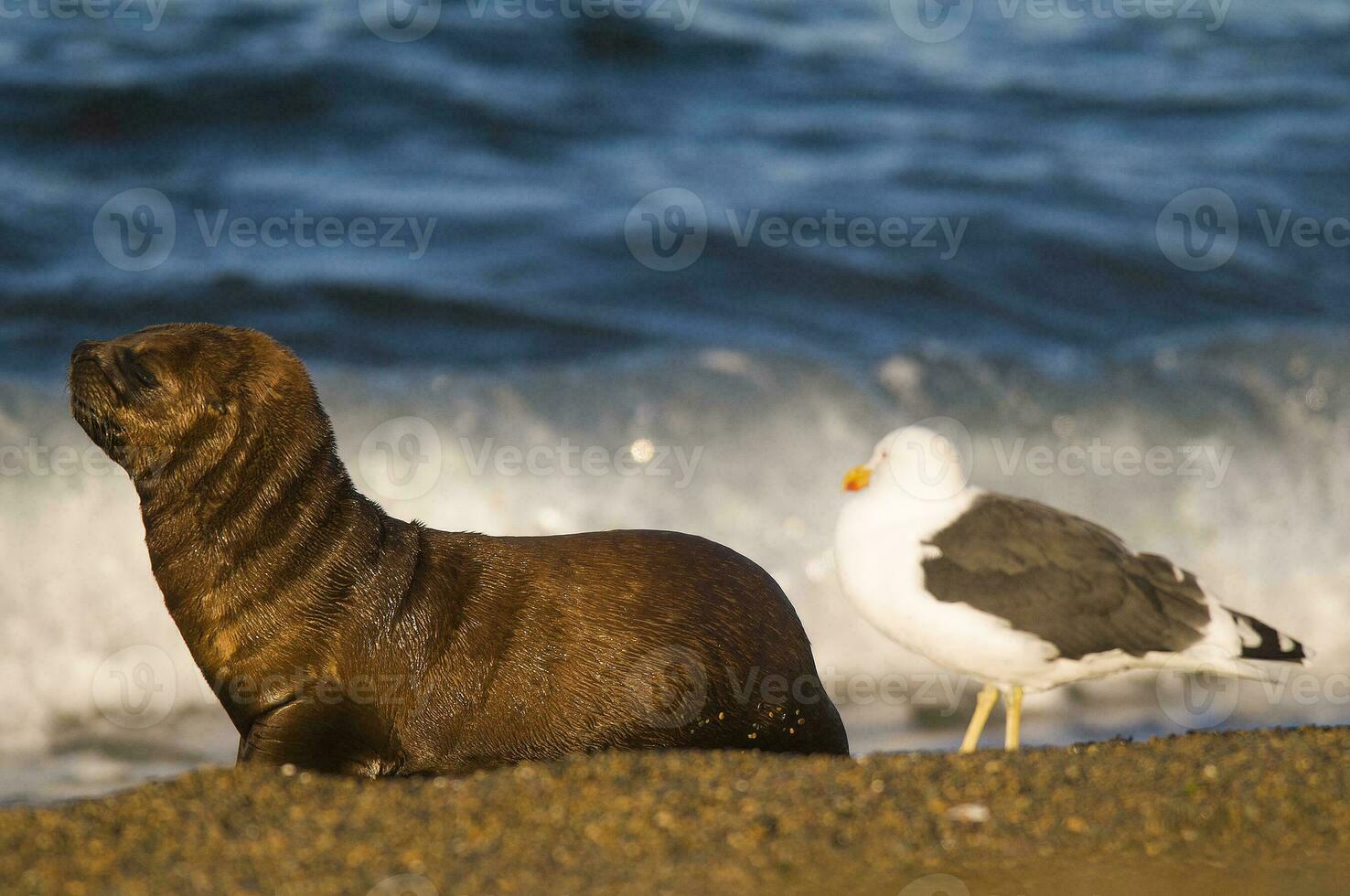 Seals in Patagonia photo