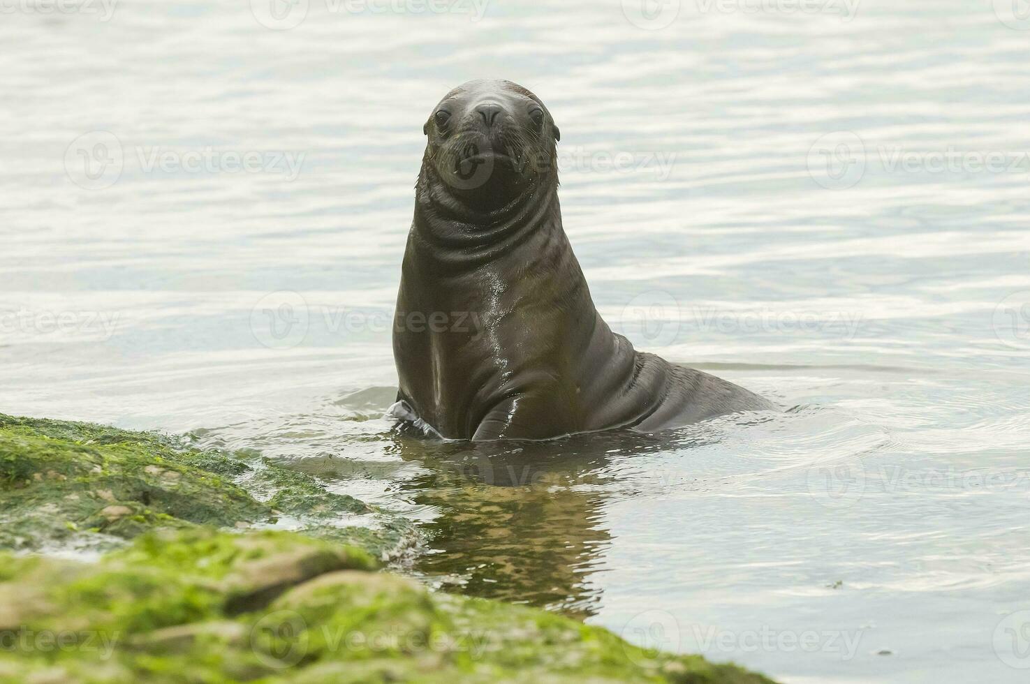 Seals in Patagonia photo