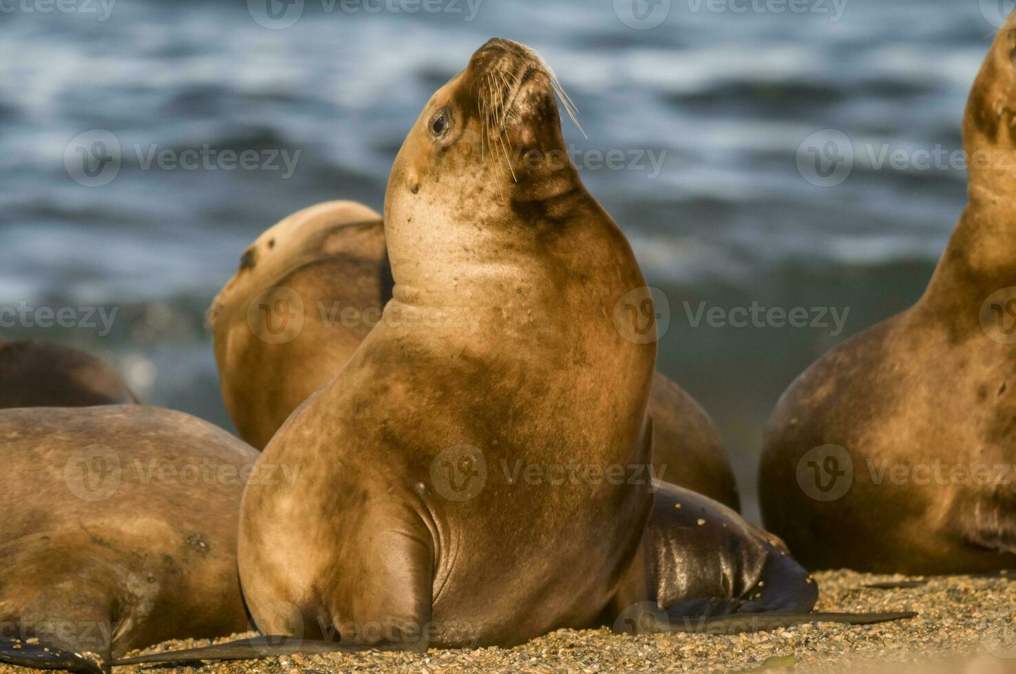 focas en Patagonia foto