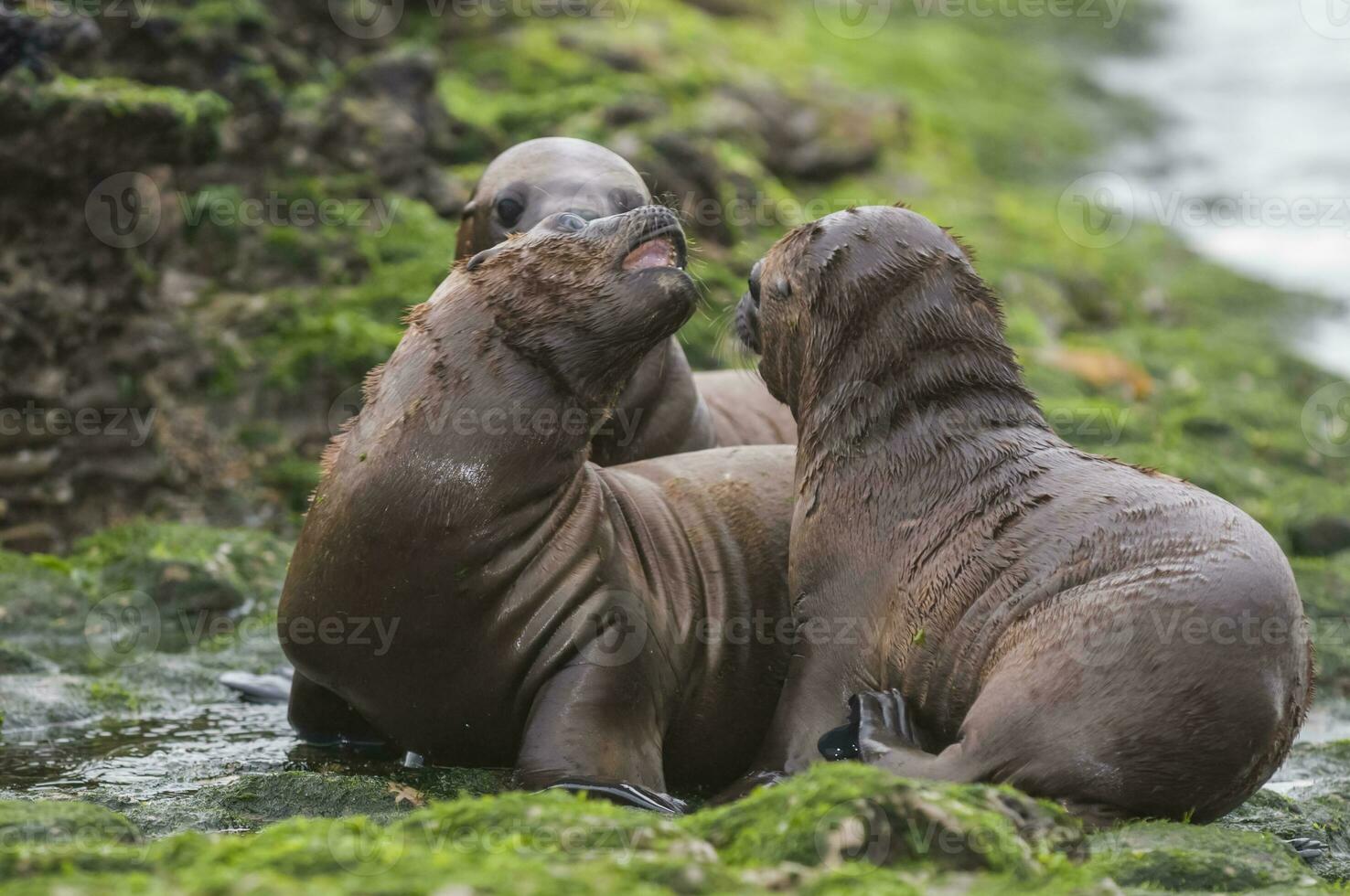 Seals in Patagonia photo