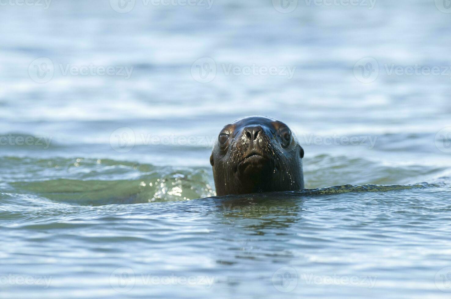 Seals in Patagonia photo