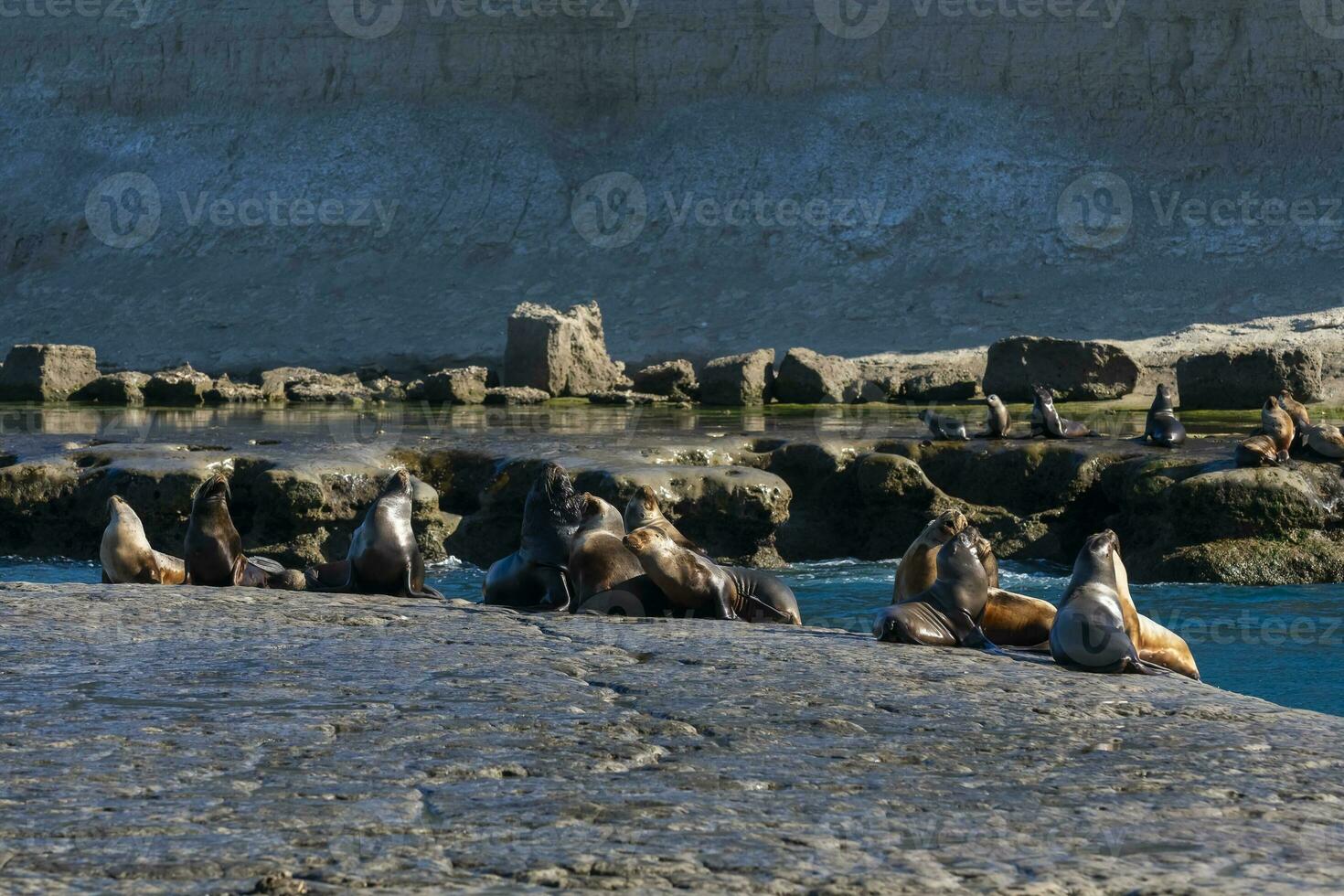 Seals in Patagonia photo