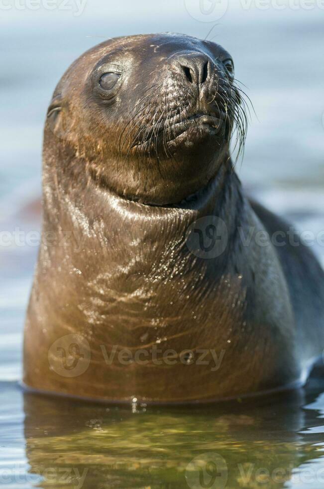 Seals in Patagonia photo