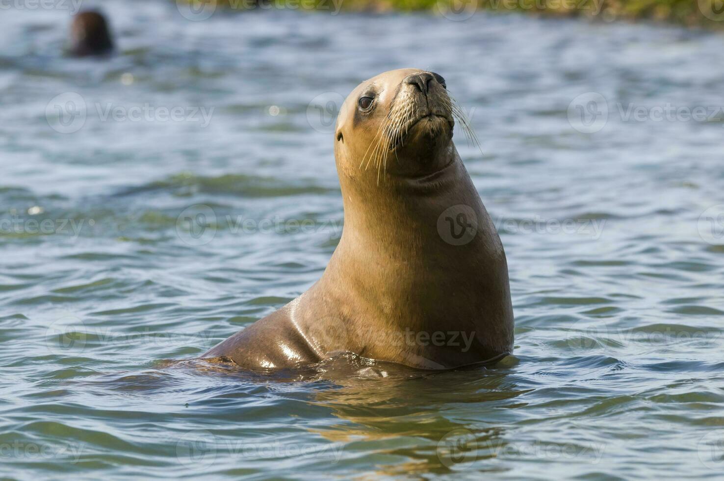 Seals in Patagonia photo