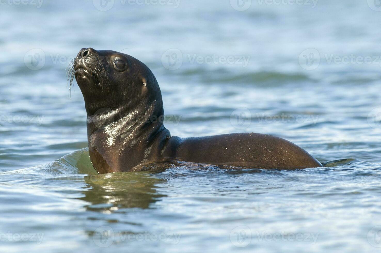 Seal in Patagonia photo