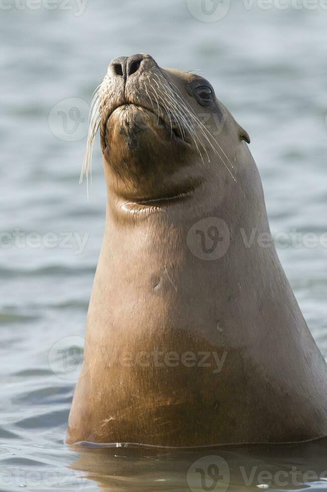 Seal in Patagonia photo