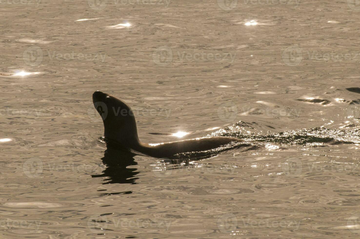 Seal in Patagonia photo