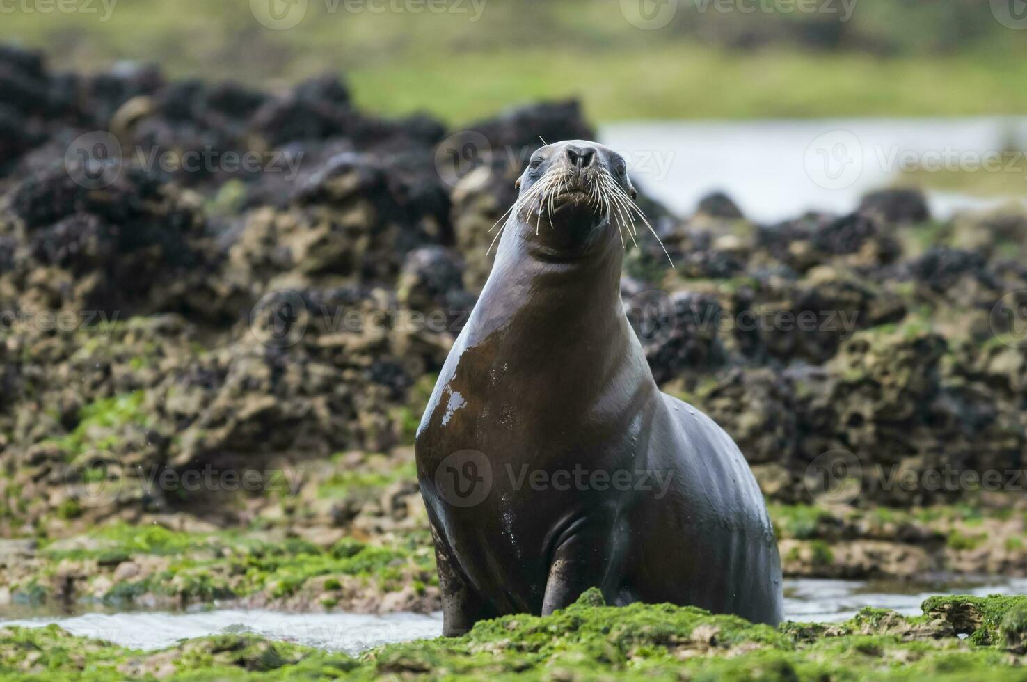 sello en Patagonia foto