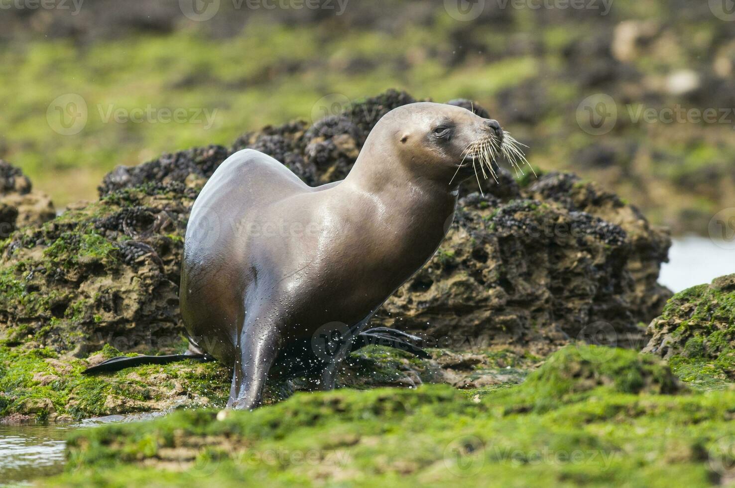 Seal in Patagonia photo