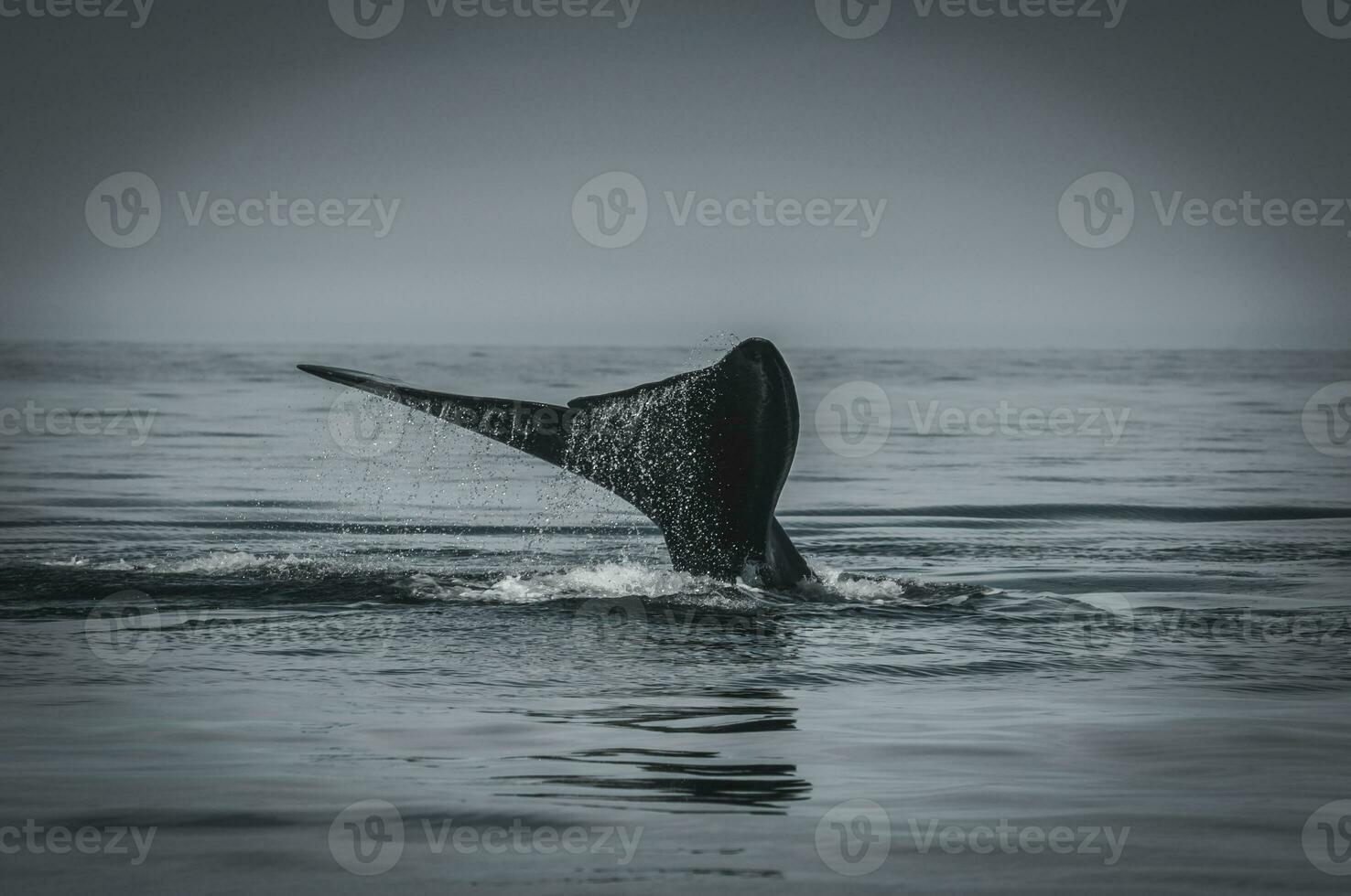 a whale tail is seen in the water photo