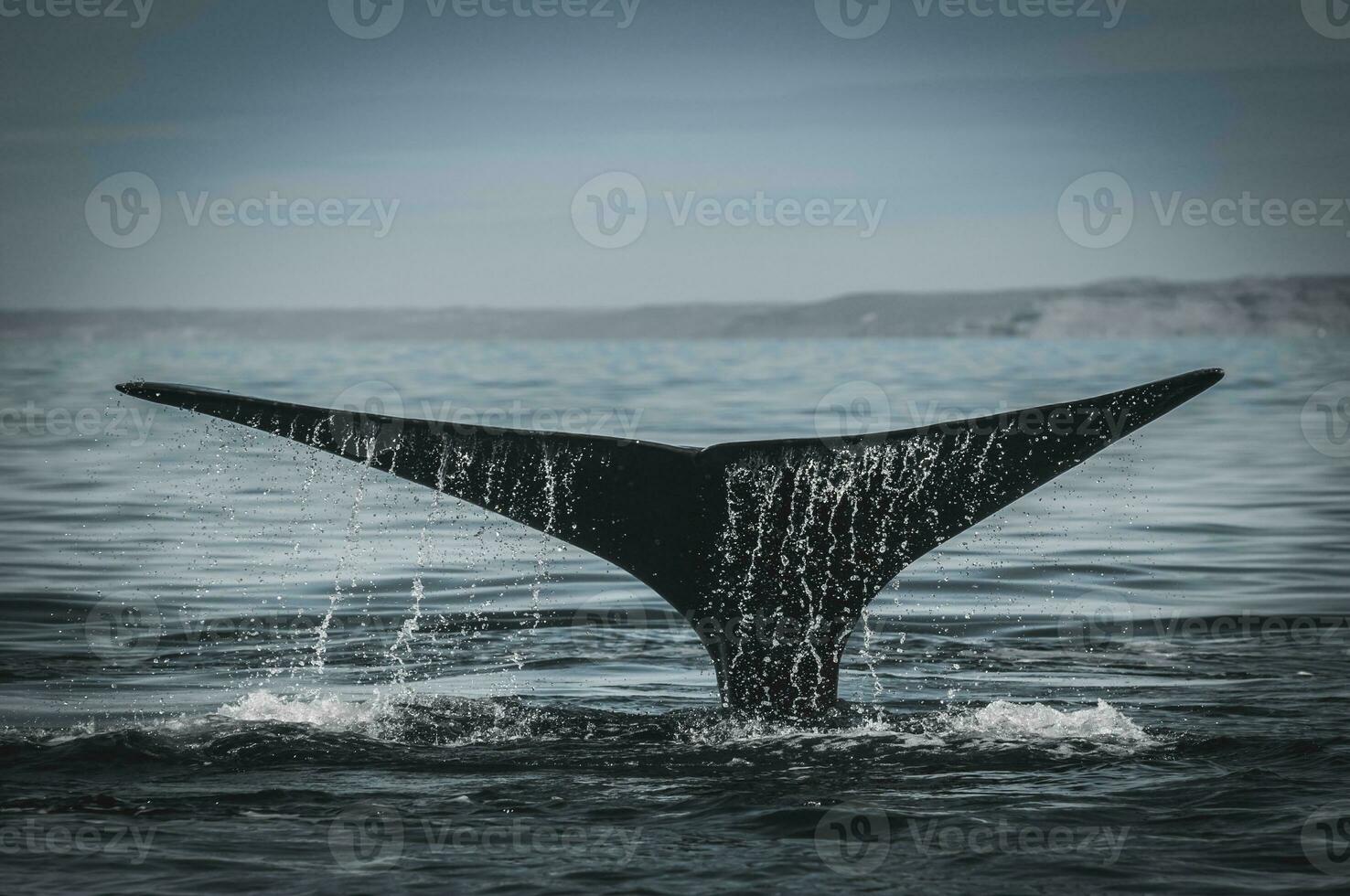 a whale tail is seen in the water photo