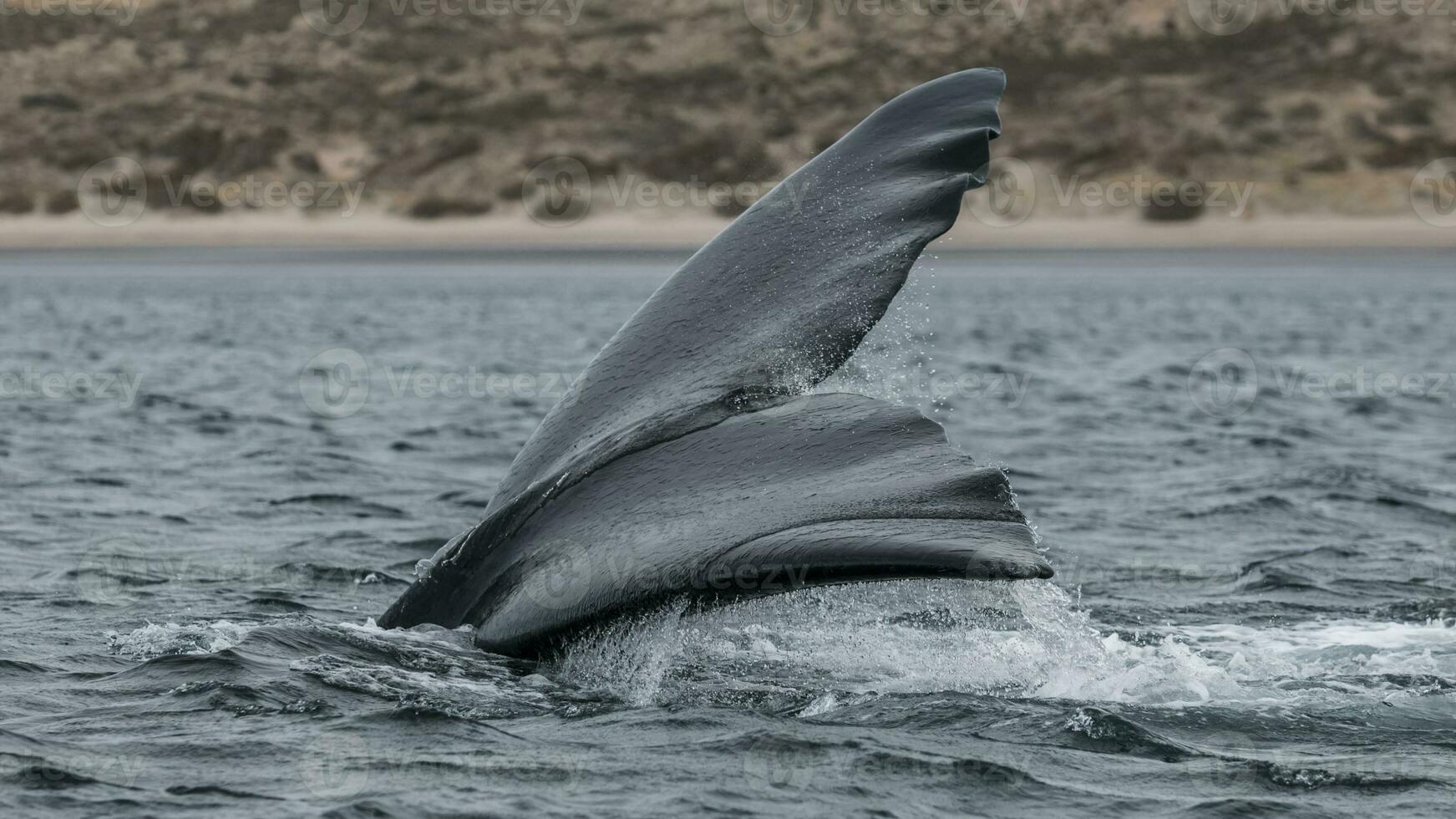 a whale tail is seen in the water photo