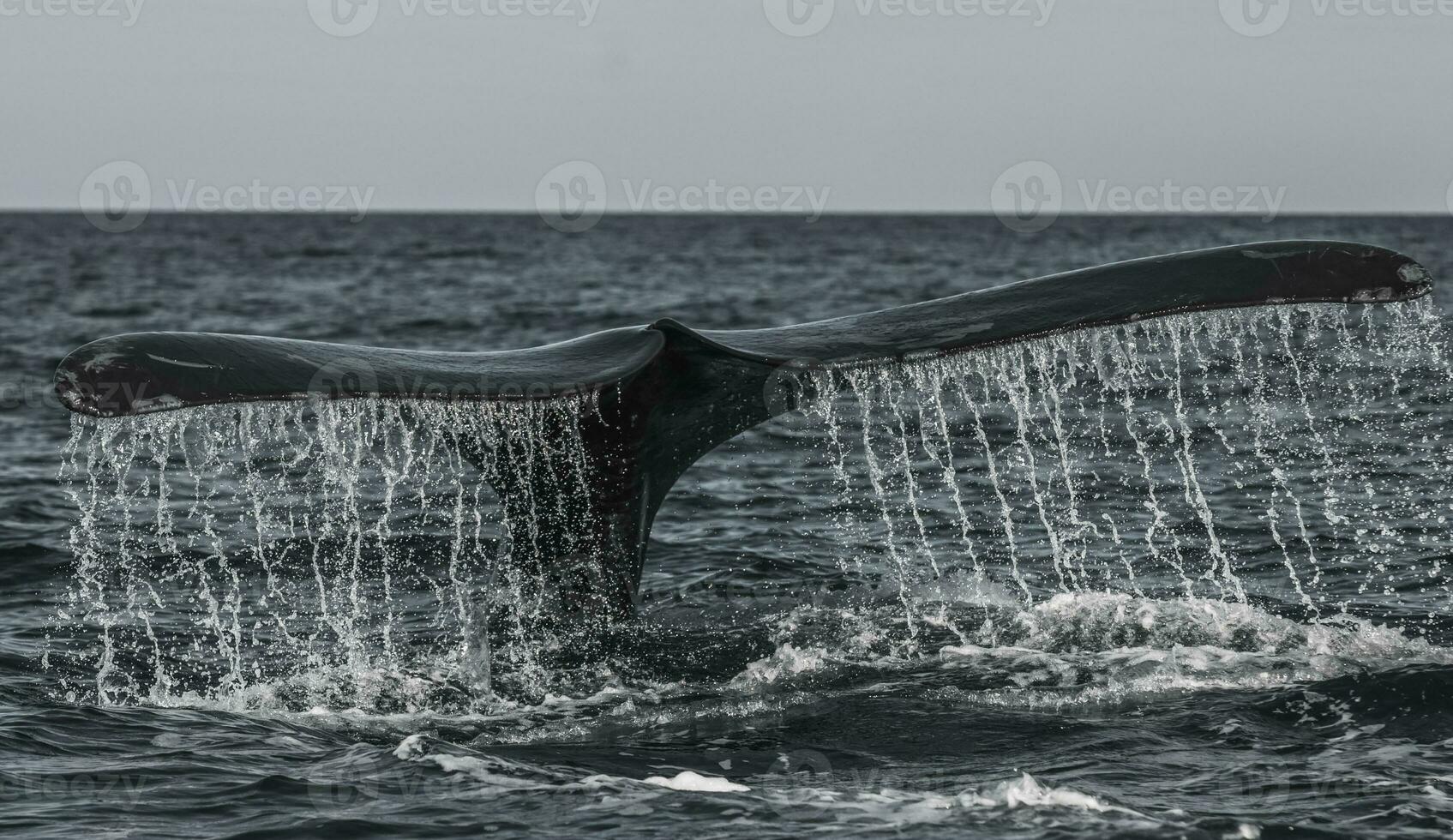 a whale tail is seen in the water photo