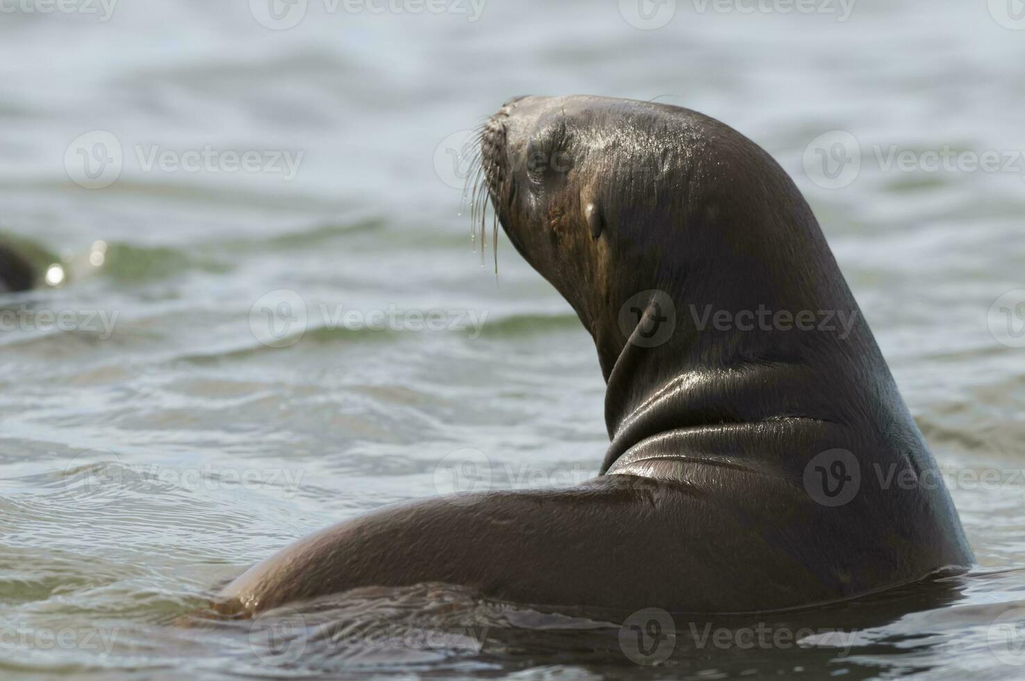 Seal in Patagonia photo