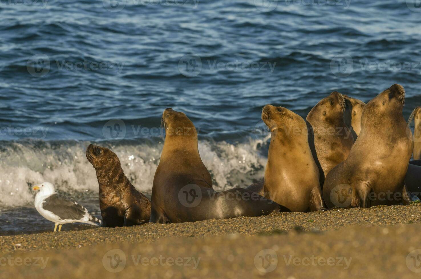 focas en Patagonia foto