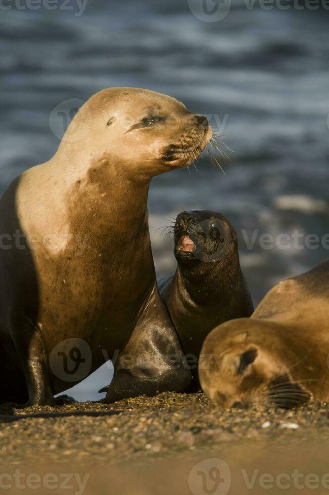 focas en Patagonia foto