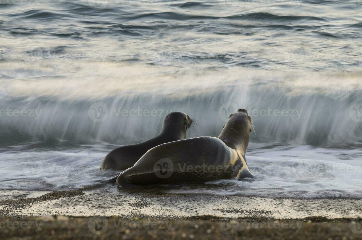 focas en Patagonia foto