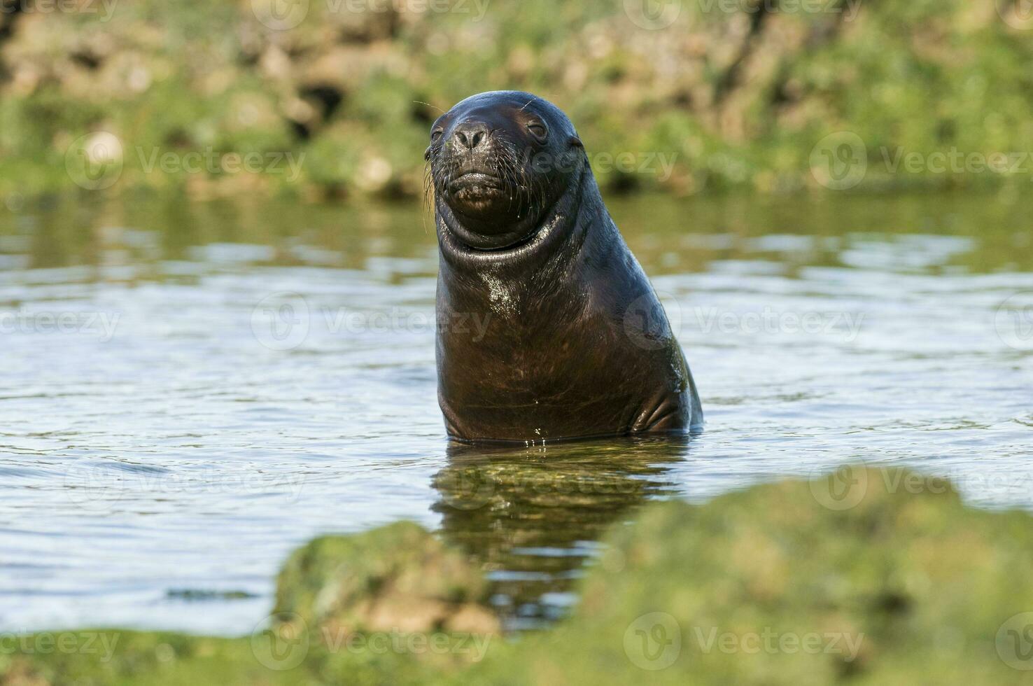 Seal in Patagonia photo