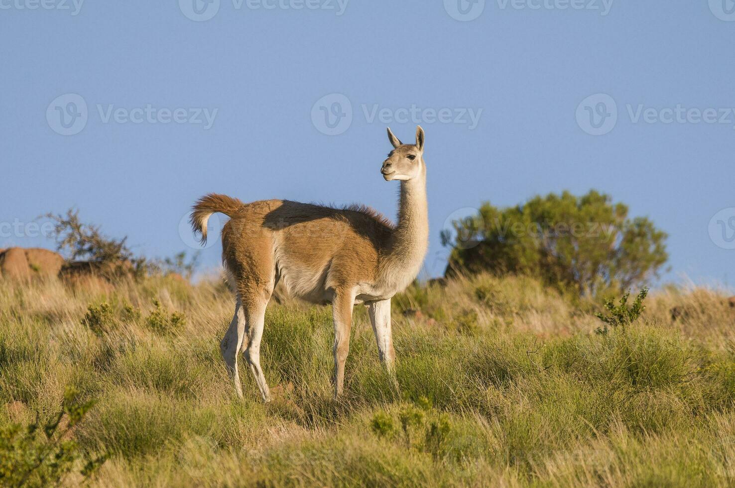 Guanacos in Chile photo