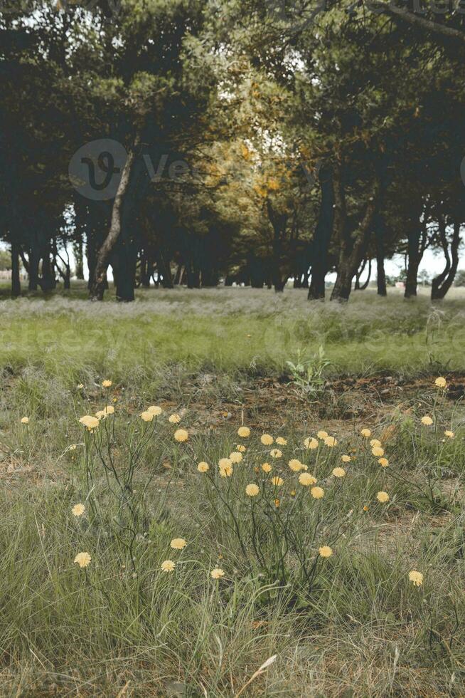 Flower field in Pampas, Argentina photo