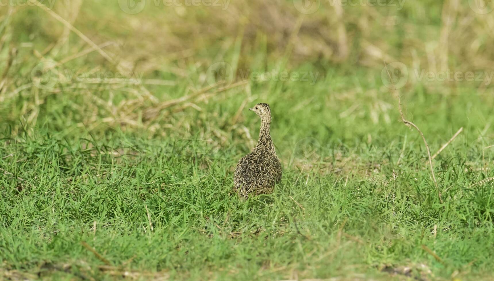 manchado tinamú pájaro en las pampa, argentina foto