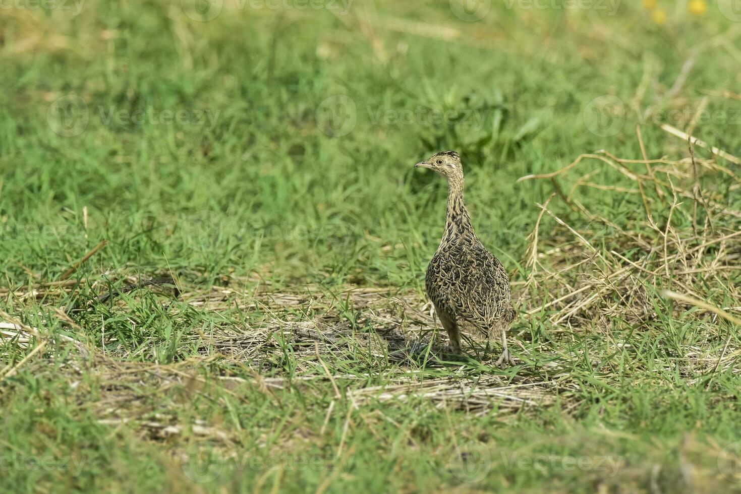 manchado tinamú pájaro en las pampa, argentina foto