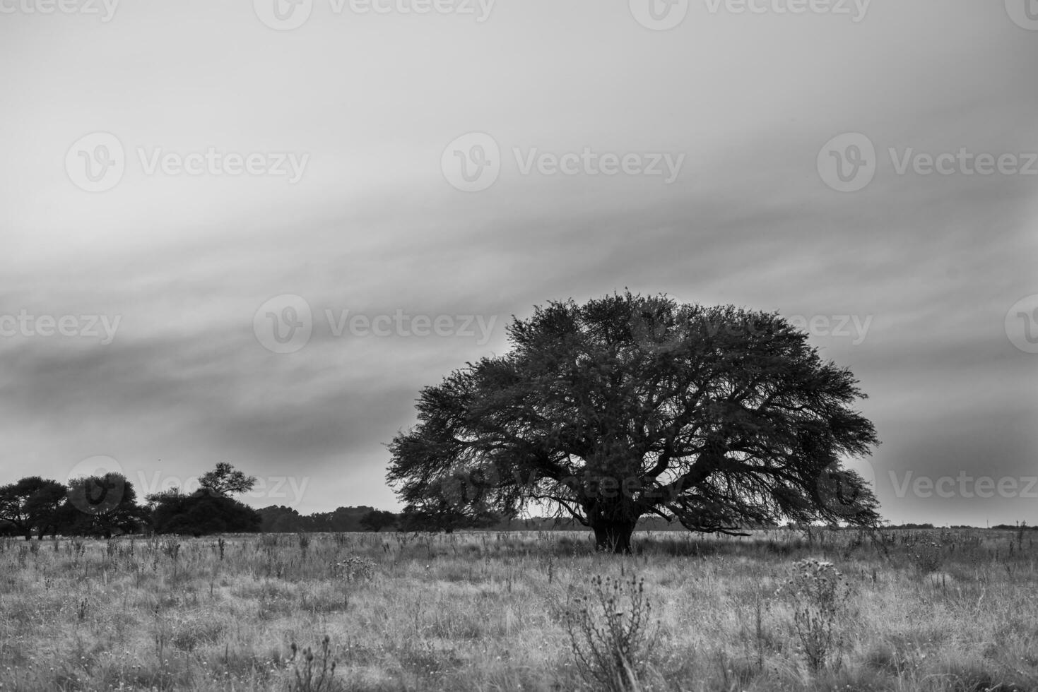 paisaje las pampa, argentina foto