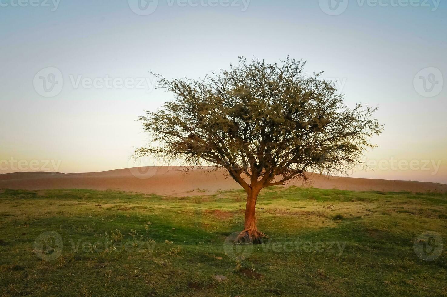 Landscape Las Pampas, Argentina photo
