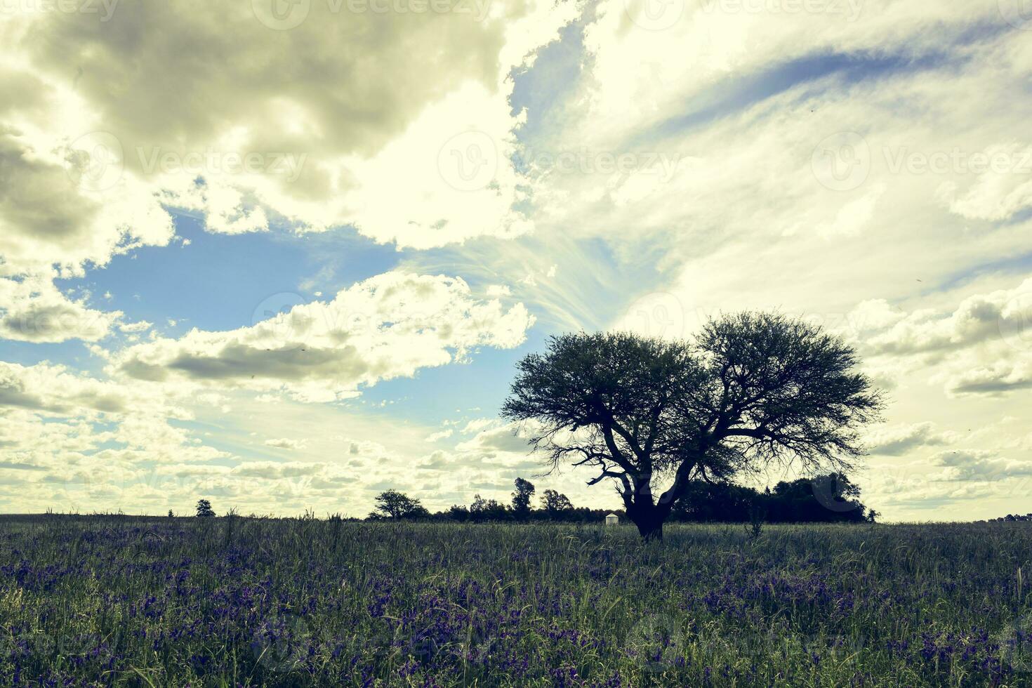 Landscape Las Pampas, Argentina photo