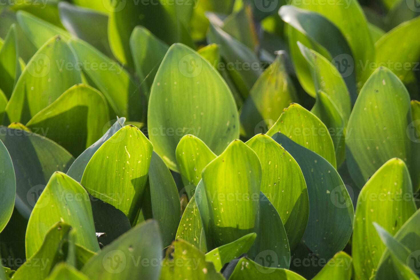 vegetación en pantanal, Brasil foto