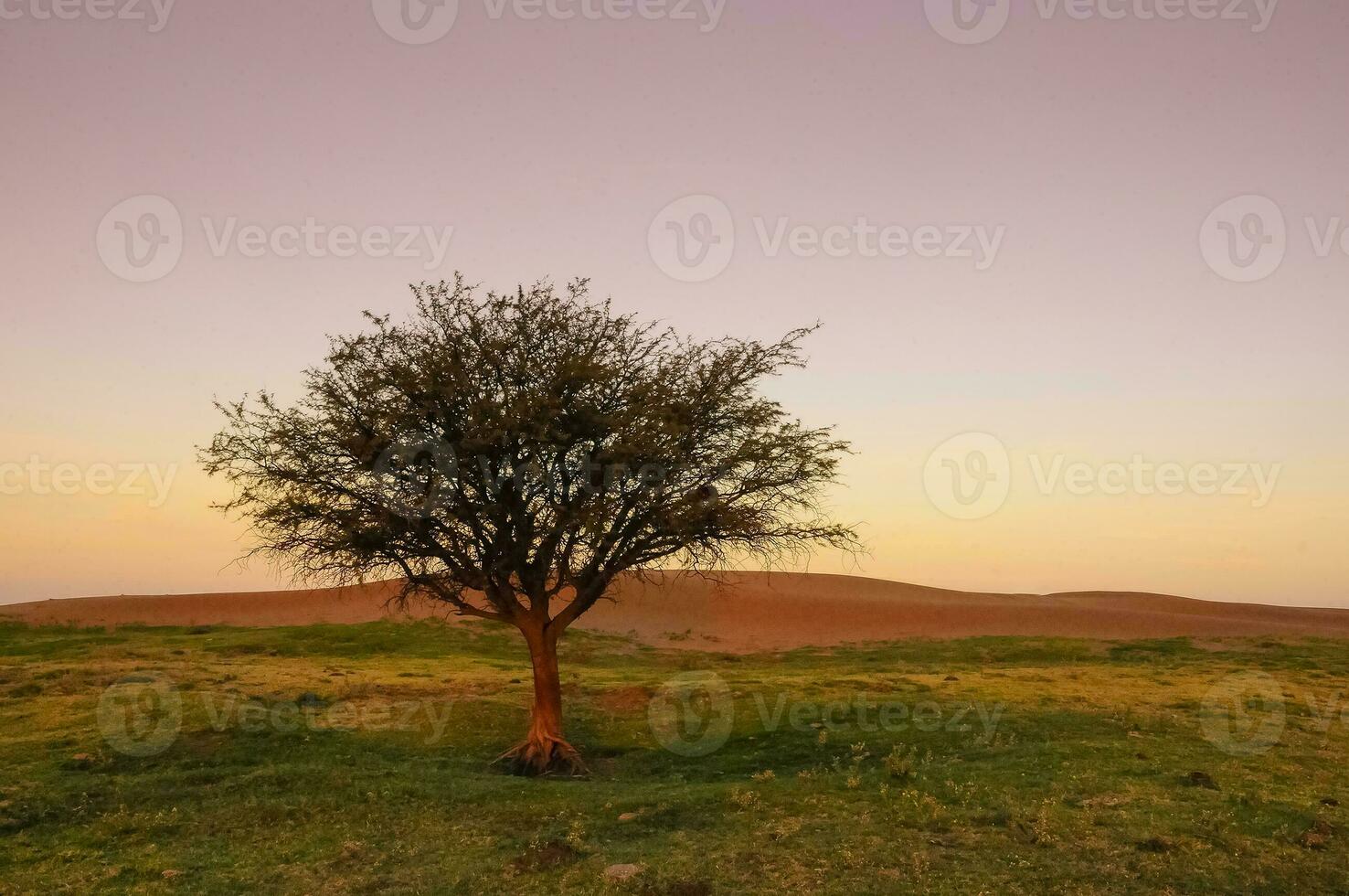 Landscape in Las Pampas, Argentina photo