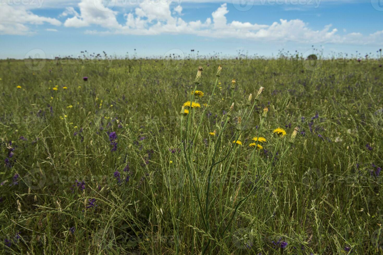 flor campo en las pampa, argentina foto