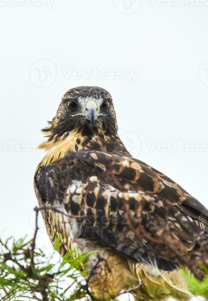 Falcon bird close-up photo
