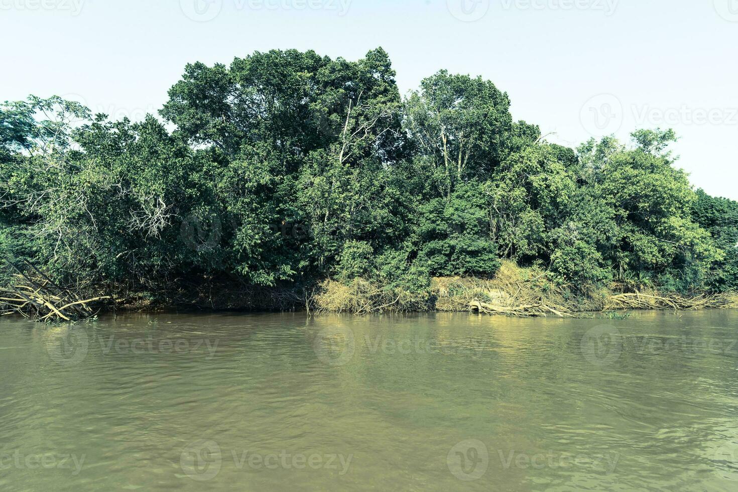 Brazilian Pantanal landscape view photo