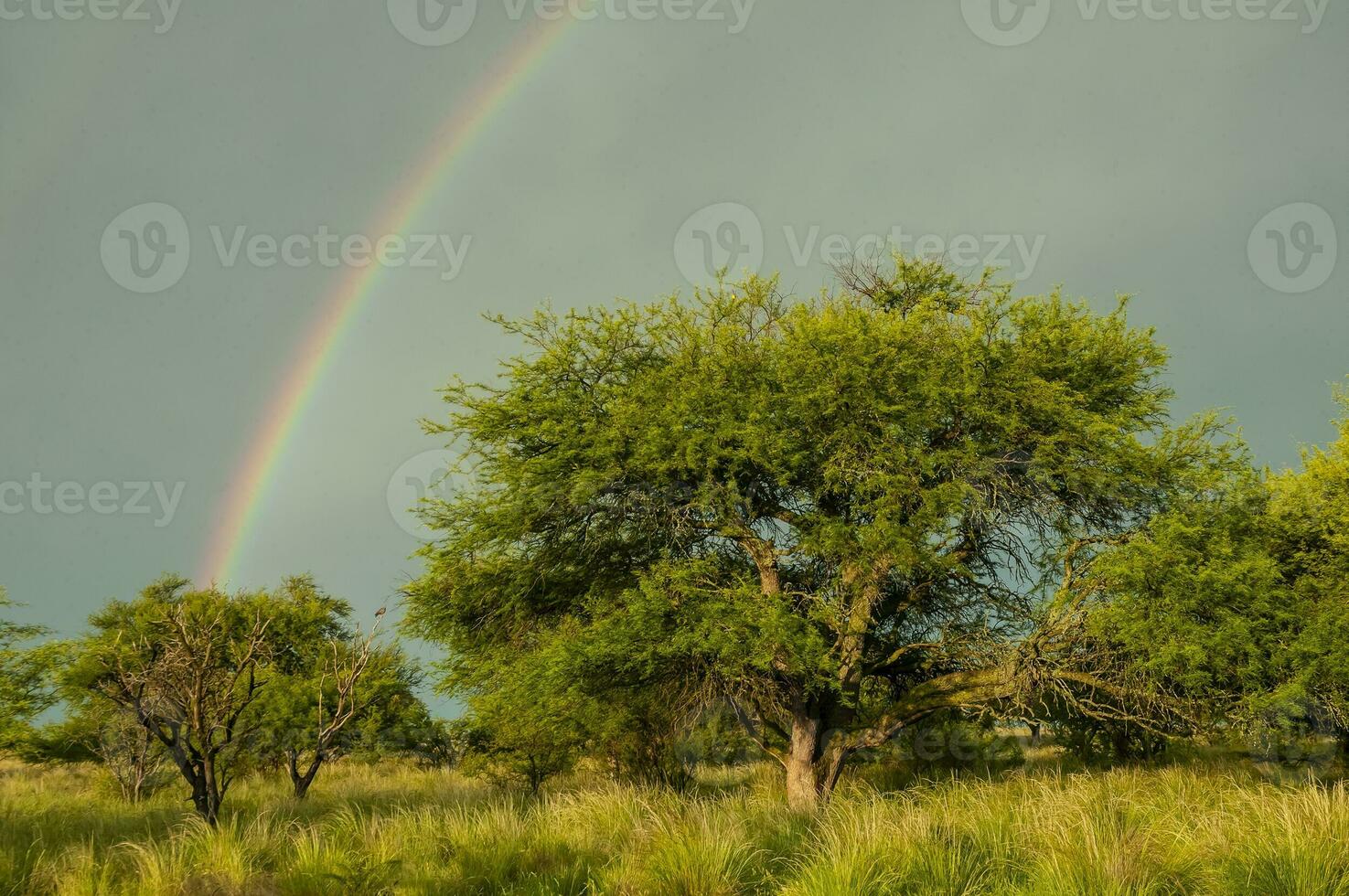 arco iris terminado el arboles foto