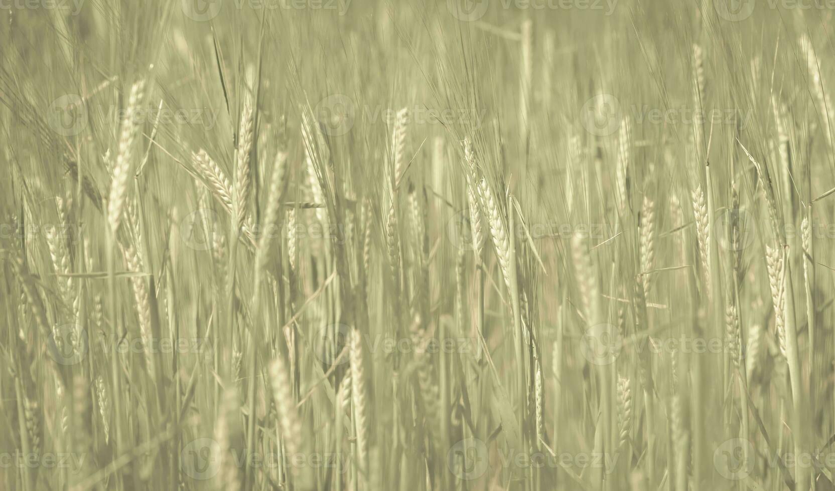 campo de hierba de trigo foto
