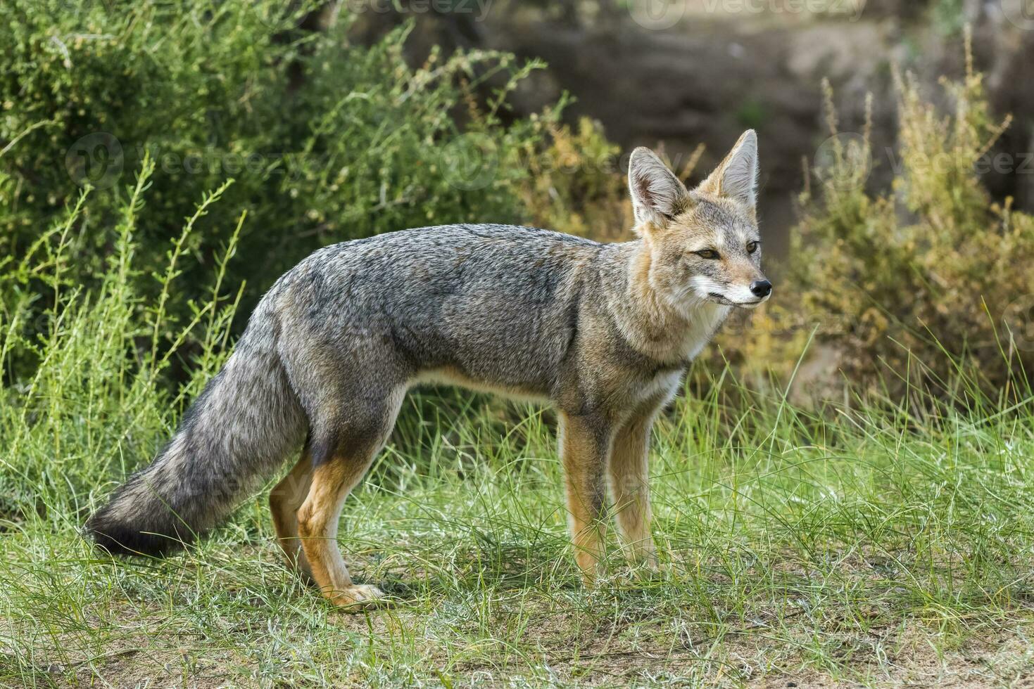 a gray fox in the wild photo